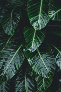 Close-up of green leaves