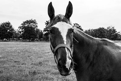 Horse in a field