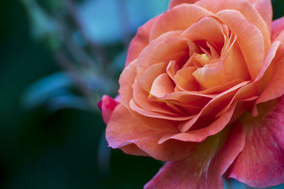 Close-up of pink rose