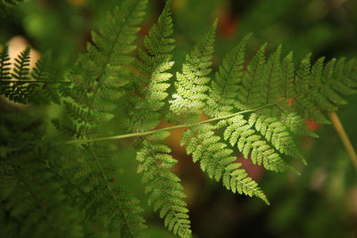 Close-up of leaves on branch