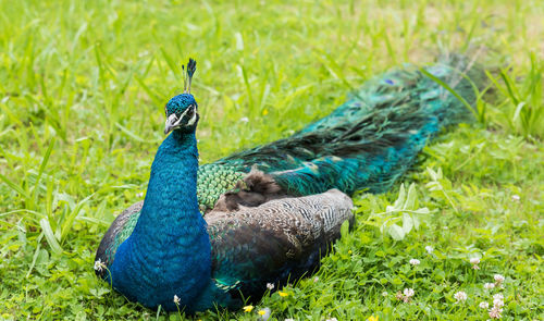 Peacock in a field