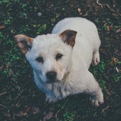 Portrait of dog standing on field