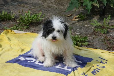 Close-up of dog