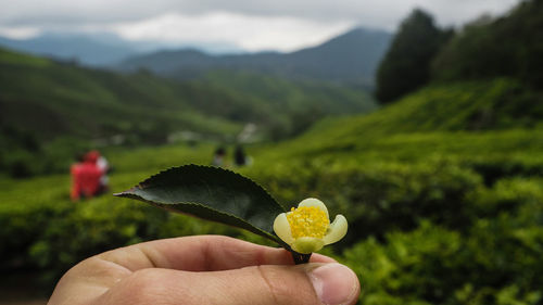 Close-up of hand holding plant against sky
