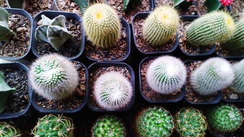 Full frame shot of succulent plants