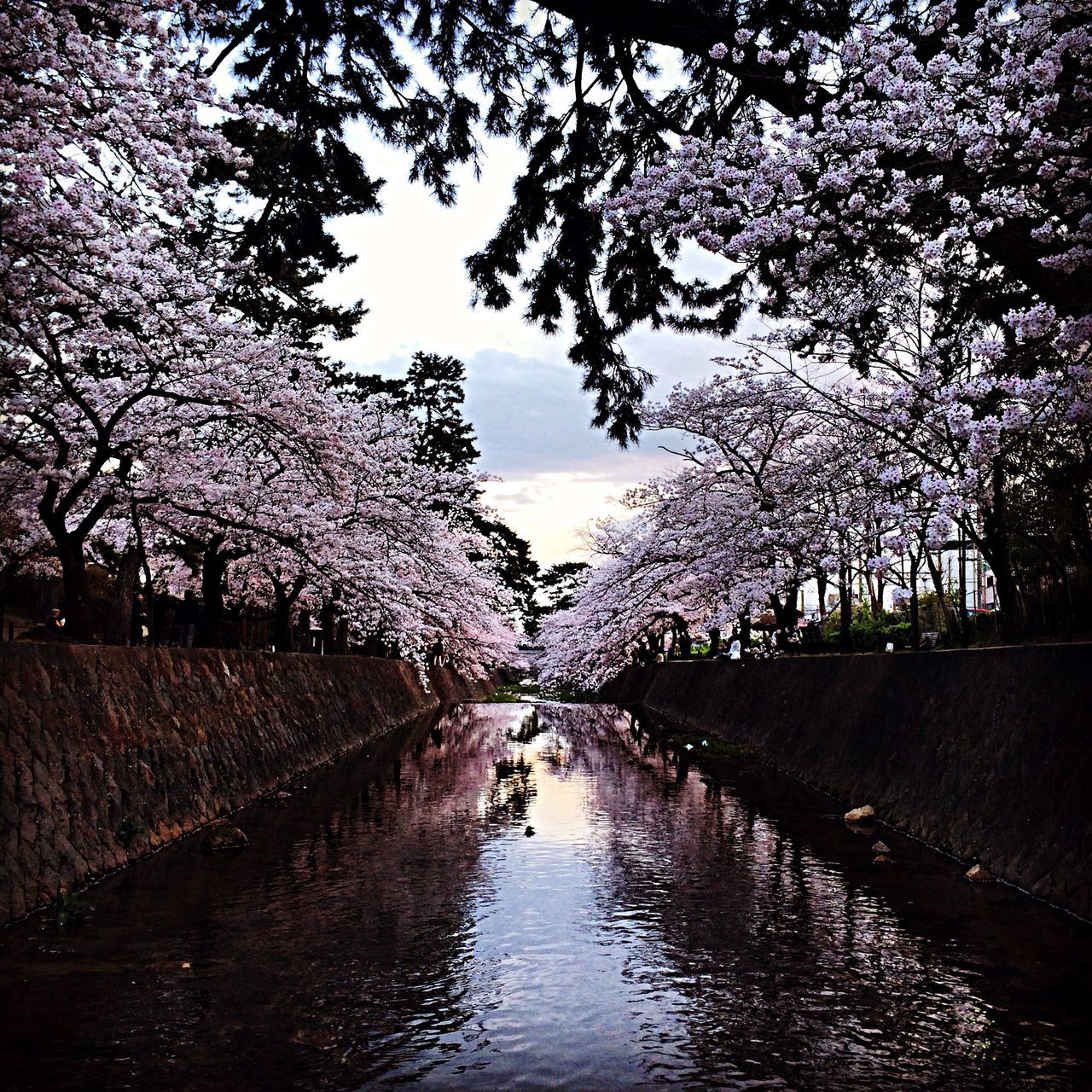 夙川さくら道