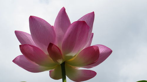 Close-up of pink water lily against sky