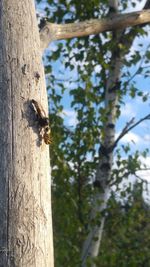 Low angle view of insect on tree trunk