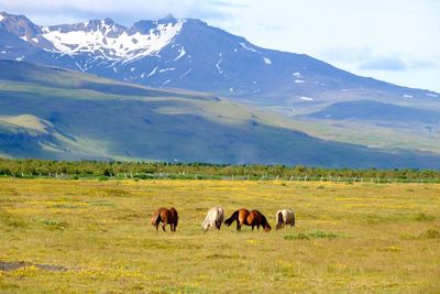 Horses grazing in a field in front of raising mountains 