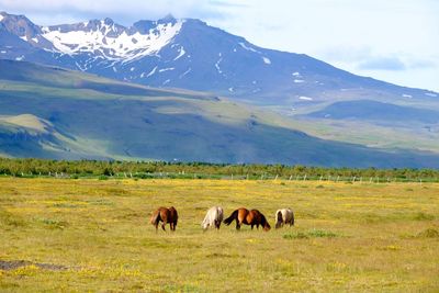 Horses grazing in a field