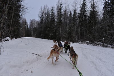 View of dog on snow covered land