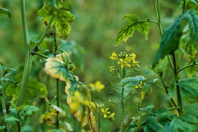 Close-up of flowering plant