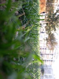 Close-up of fresh green plants