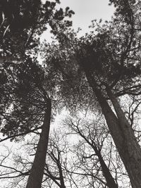 Low angle view of trees against sky