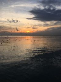 Silhouette birds flying over sea against sky during sunset