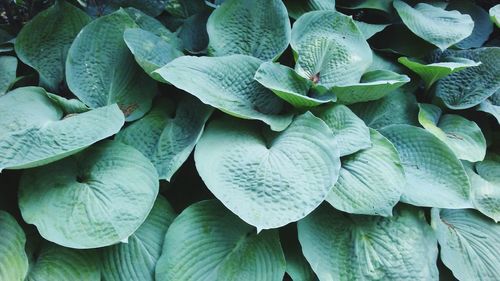 Full frame shot of fresh green leaves