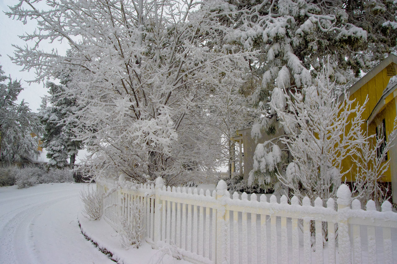 Snow covered fence