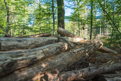 View of tree trunks in forest