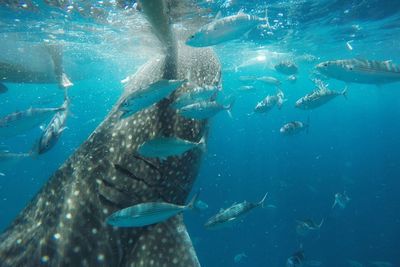 Fish swimming in sea