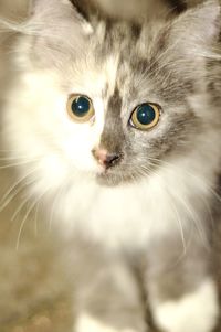 Close-up portrait of a cat