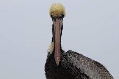 Close-up of a bird against the sky