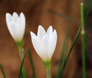 Close-up of white crocus flower