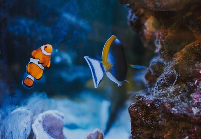 Fish swimming in aquarium