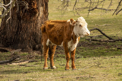 Horse standing on field