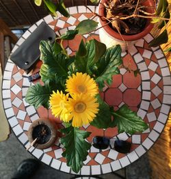 High angle view of yellow flowers on table