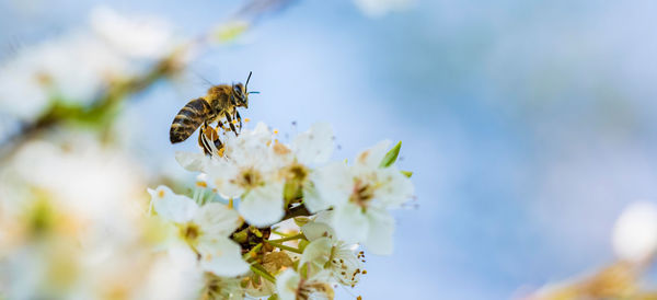 Close-up photo of a honey bee gathering nectar and spreading pollen on white flowers of cherry tree.