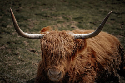 Close-up of a horse on field