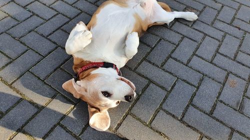 High angle view of dog on footpath