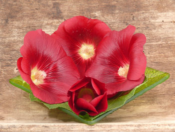 Close-up of red flowers