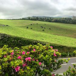 Scenic view of flowering plants on land against sky