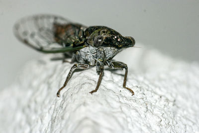 Close-up of insect on white rock