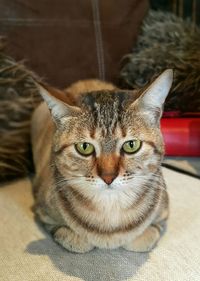 Close-up portrait of cat