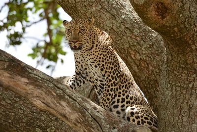 Low angle view of cat on tree trunk