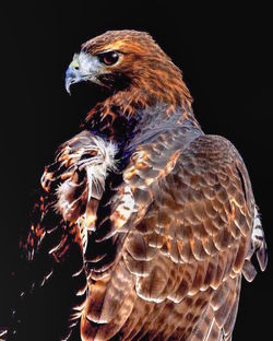 Close-up of eagle against black background