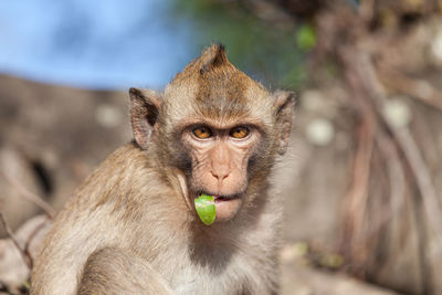 Close-up of monkey