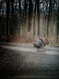 Bird on road amidst trees during autumn