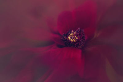 Close-up of red flower