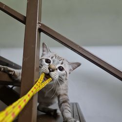 Close-up portrait of a cat looking away