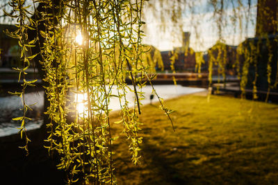 Close-up of illuminated hanging tree