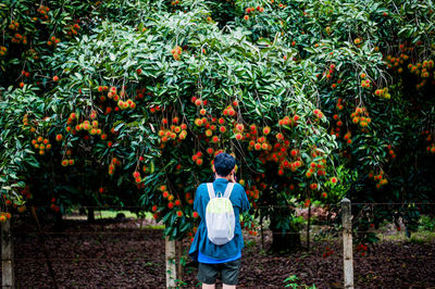 Rear view of man standing by rambutan tree