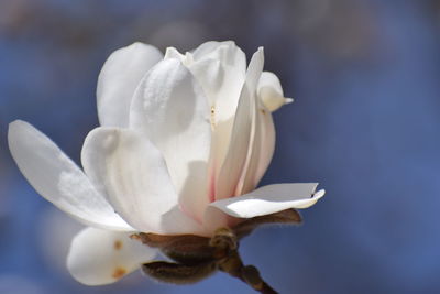 Close-up of white flowering plant