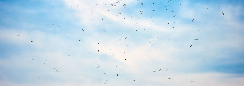 Low angle view of birds flying in sky