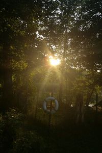 Sun shining through trees
