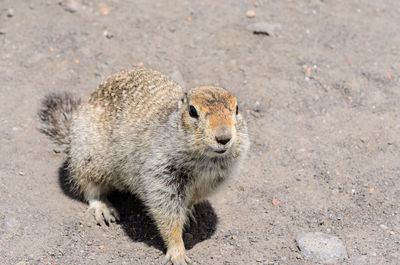 Gopher on ground