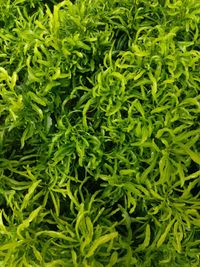 Full frame shot of fresh green plants