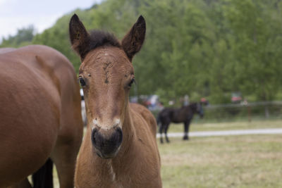 Portrait of horse in field